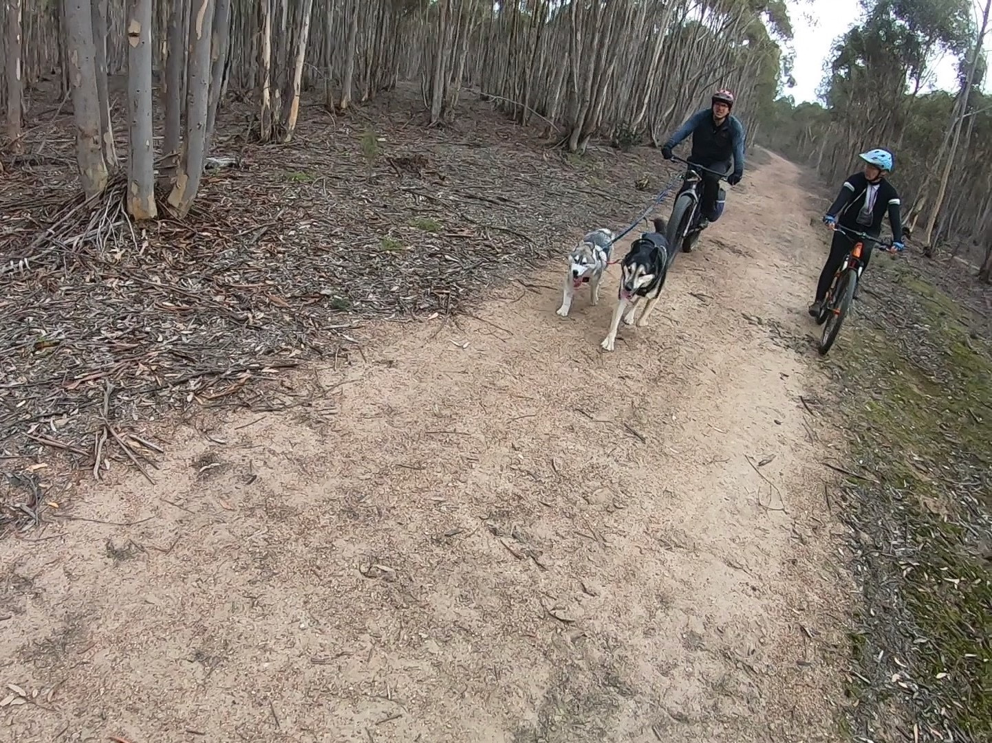 You Yangs with Dogs